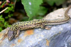 Lacerta agilis exigua - Russian Sand Lizard - Female