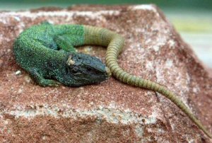 Lacerta agilis boemica - Russian Sand Lizard - Male