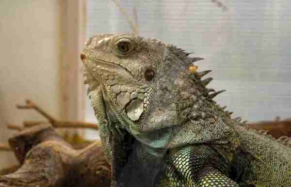 Adult Female Iguana