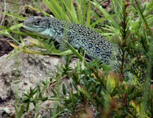 Eyed Lizard - Timon lepidus - female