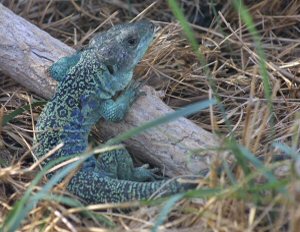 Eyed Lizard - Timon lepidus - male