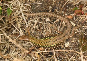 Common Wall Lizard (Podarcis muralis)