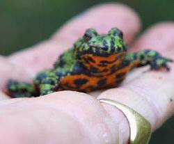 Oriental Fire-bellied Toad (Bombina orientalis)