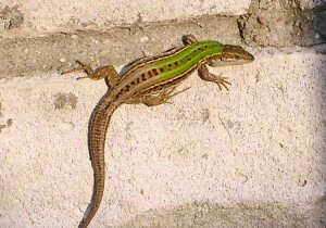 Italian Wall Lizard (Podarcis sicula)- Female