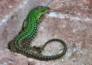 Italian Wall Lizard (Podarcis sicula) - male