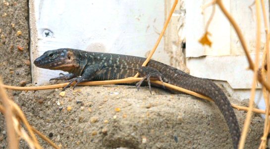 Giant Canary Island Lizard (Gallotia stehlini)