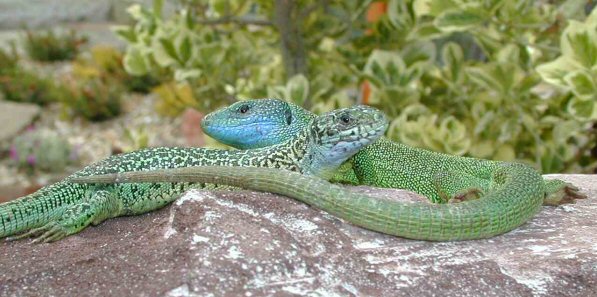 Pair of Green Lizards - lacerta viridis