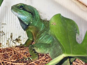 Thai Water Dragon (Physignathus cocinchinus) - Male