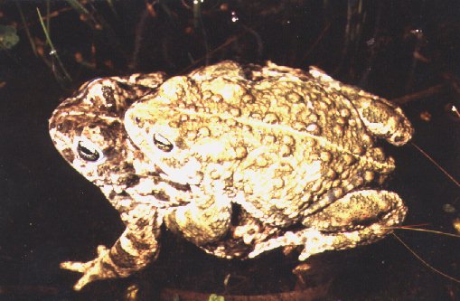 Natterjack Toads calling in amplexus- (c) John Burnham