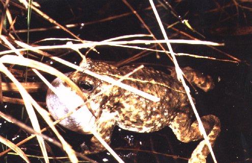 Male Natterjack Toad calling