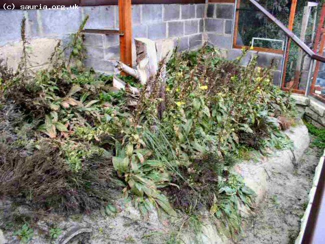 This is the heathland vivarium in which I keep the Sand Lizards which are bred for re-introduction into the wild as part of the Sand lizard Captive Breeding and Reintroduction Programme.