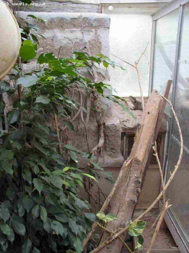 This is another large walk in vivarium. An Australian Water Dragon can be seen towards the back. Like my other vivaria of this sort the roof is of twinwall UV transmitting acrylic sheet.