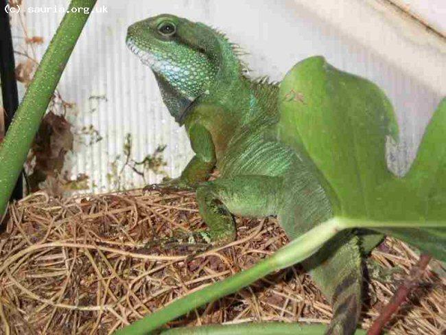 Thai Water Dragon (<i>Physignathus cocinchinus</i>). This is a mature but young male. A truly beautiful animal.