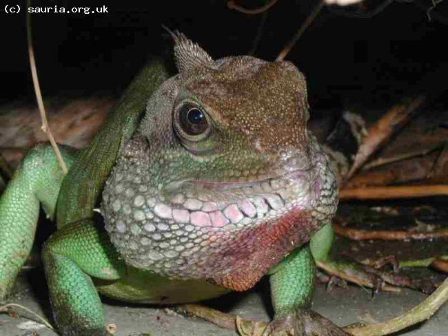 Thai Water Dragon (<i>Physignathus cocinchinus</i>). This portrait is of a very large male. Despite his size (over a metre total length) he remained very friendly.