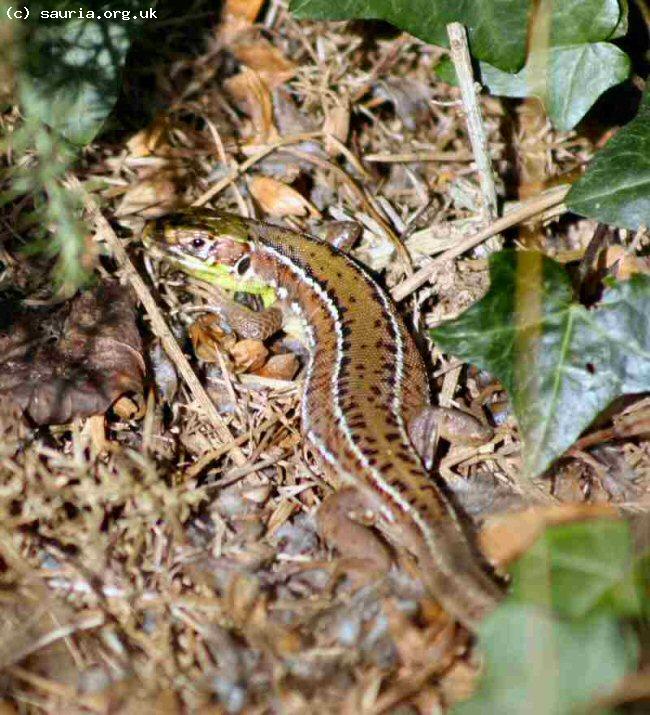 Green Lizard (<i>Lacerta viridis bilineata</i>). This is a juvenile female. Although a year old still hardly any green - but the two white lines can be clearly seen.