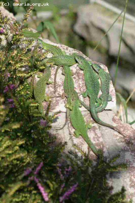 Green Lizard (<i>Lacerta viridis bilineata</i>). A lovely group in one of my outdoor vivaria. This illustrates the amazing range of patterning that can be seen in these lovely animals.