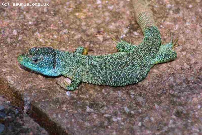 Green Lizard (<i>Lacerta viridis bilineata</i>). This is Big Boss, the dominant male in one of my large outdoor vivaria for many years. We finally lost him during the winter aged seventeen and a half years.