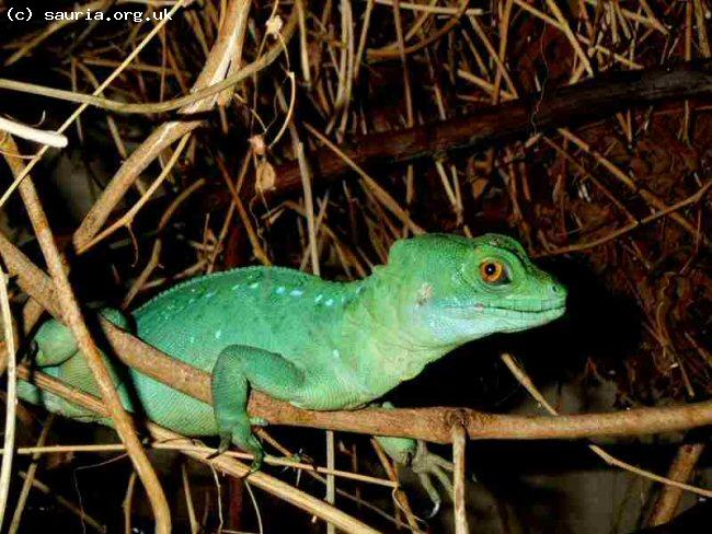 Plumed Basilisk (<i> Basiliscus plumifrons</i>. This is an adult female. Not quite as spectacular as the males but equally beautiful.