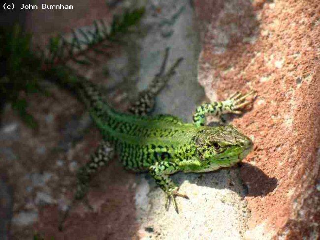 Italian Wall Lizard (<i>Podarcis sicula campestris</i>) This is a large and elderly male who has been with me for many years.