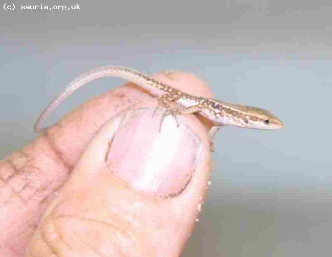 This is a picture of my thumb! Additionally there is a hatchling Italian Wall lizard (<i>Podarcis sicula campestris</i>). The smaller lacertids, unsurprisingly, hatch small babies!