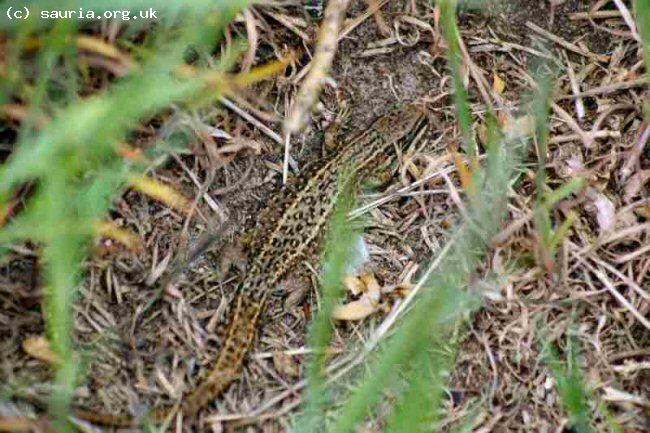 Common or Viviparous Lizard (<i>Zootoca vivipara</i>). This is a fairly typical adult male. The beauty of these little characters is greatly underestimated.