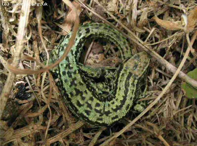 Common or Viviparous Lizard (<i>Lacerta vivipara</i>). Occasionally a green Common Lizard can be found leading to it being mis-identified as a Sand lizard. Comparison of this green male with the pictures of Sand Lizards will show they are very different.