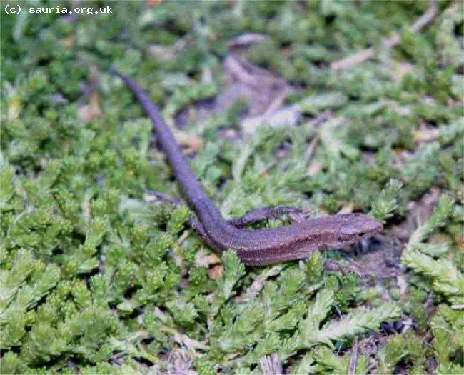 Common or Viviparous Lizard (<i>Zootoca vivipara</i>. Juveniles Common Lizards such as this can seem almost black from a distance. A closer view shows much more variation of colour and markings.