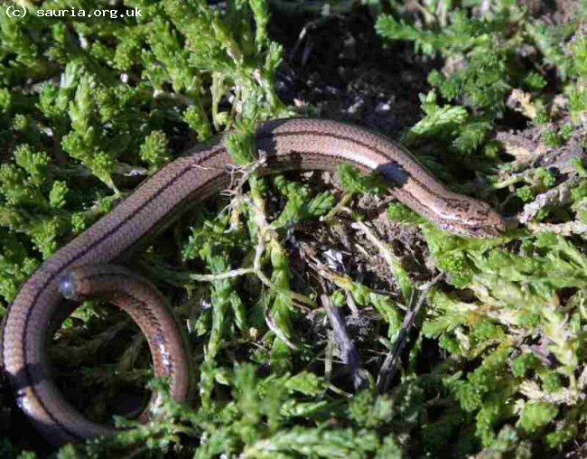 Slowworm (<i>Anguis fragilis</i>). This is an adult female. Females differ notably from males as can be seen. You will also see that she has lost part of her tail which has barely started re-growing.