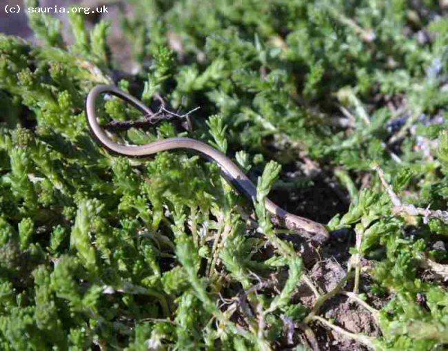 Slowworm (<i>Anguis fragilis</i>). This is a juvenile - born, literally, hours before this photograph. Their beautiful silver, gold or bronze colouration makes them look like living jewellery.