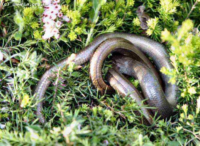 Slowworm (<i>Anguis fragilis</i>). Here an adult pair can be seen mating