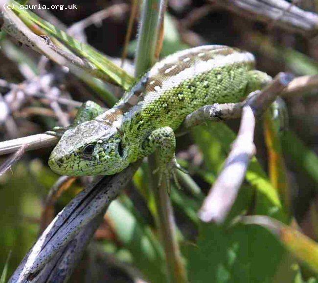 Sand Lizard (<i>Lacerta agilis</i>). This is a fairly typical Merseyside male. They are generally distinguishable from the two southern races by the paler colour and broad pale stripes. Not foolproof - ALL UK Sand lizards are of the same genotype.