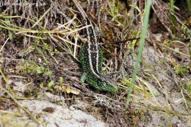 Sand Lizard (<i>Lacerta agilis</i>). This is also a male but in this case is a typical Dorset animal. Note the darker colours and relatively thin dorsal stripes. 