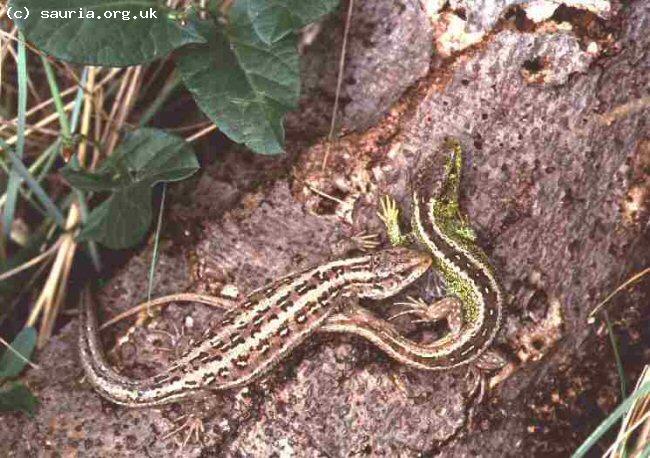 Sand Lizard (<i>Lacerta agilis</i>). This is a pair of Merseyside lizards. Although the female exhibits broad stripes neither would look out of place in Dorset. The racial differences are highly prevalent trends but are NOT absolutes.