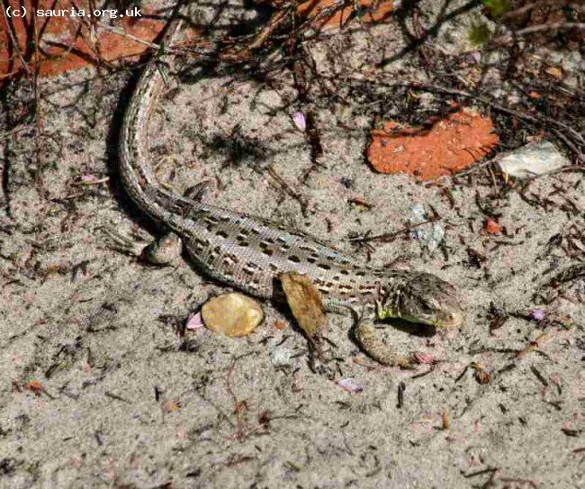 Sand Lizard (<i>Lacerta agilis</i>). This is a Merseyside female.
