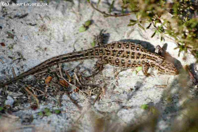 Sand Lizard (<i>Lacerta agilis</i>). In this case we have a Dorset female.