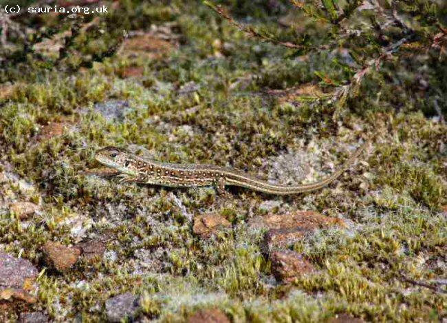 Sand Lizard (<i>Lacerta agilis</i>) This is a juvenile of Dorset origin.
