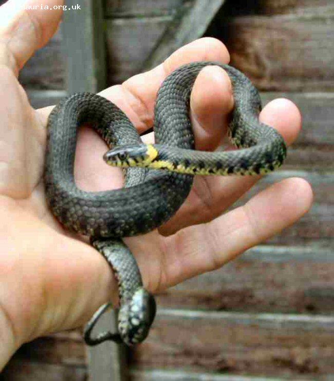 Grass Snake (<i>Natrix natrix</i>. Our largest snake which can exceptionally exceed 5 feet in length although 3 feet is more typical. This is a youngster, less than 2 feet long, who has been living in our garden since shortly after he hatched.