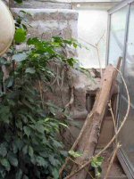 This is another large walk in vivarium. An Australian Water Dragon can be seen towards the back. Like my other vivaria of this sort the roof is of twinwall UV transmitting acrylic sheet.