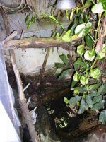 This is my largest jungle vivarium. It is approximately 2m wide and deep and nearly 3m at its highest point. It contains a substantial pond and waterfall and can (and has) contain 1.2 Basilisks, 2.3 Thai Water Dragons and 1.3 Giant Madagascan Day Geckos. 