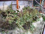 This is the heathland vivarium in which I keep the Sand Lizards which are bred for re-introduction into the wild as part of the Sand lizard Captive Breeding and Reintroduction Programme.