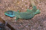 Green Lizard (<i>Lacerta viridis bilineata</i>). This is Big Boss, the dominant male in one of my large outdoor vivaria for many years. We finally lost him during the winter aged seventeen and a half years.