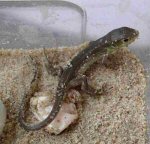 A newly hatched Green Lizard (<i>Lacerta viridis bilineata</i>). Note how little green there is at this age and the two lines that give it its latin name can hardly be seen.