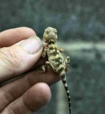 Painted Dragon (<i>Laudakia stellio brachydactyla</i>). This beautiful little character is only a few minutes old.