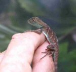 Thai Water Dragon (<i>Physignathus cocinchinus</i>). This little character is only a few hours old.