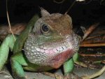 Thai Water Dragon (<i>Physignathus cocinchinus</i>). This portrait is of a very large male. Despite his size (over a metre total length) he remained very friendly.