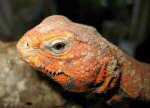 Saharan Uromastyx (<i>Uromastyx geyrii</i>). Many species of Uromastyx can be quite stunning in colour as this portrait of a red-phased male shows.