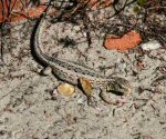 Sand Lizard (<i>Lacerta agilis</i>). This is a Merseyside female.