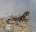Sand Lizard (<i>Lacerta agilis</i>). This is a Merseyside hatchling literally newly emerged from its egg.