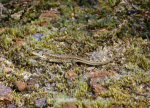 Sand Lizard (<i>Lacerta agilis</i>) This is a juvenile of Dorset origin.