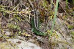 Sand Lizard (<i>Lacerta agilis</i>). This is also a male but in this case is a typical Dorset animal. Note the darker colours and relatively thin dorsal stripes. 